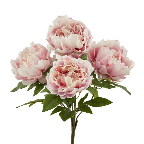 Peonia